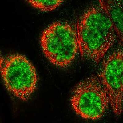 Immunocytochemistry/ Immunofluorescence: LIN10 Antibody [NBP1-88454]