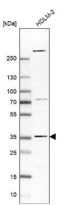 Western Blot: LIN37 Antibody [NBP2-30637]