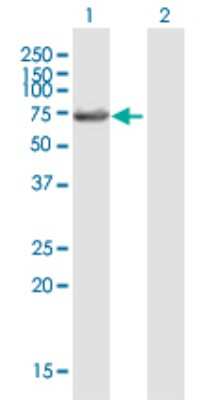 Western Blot: LIN9 Antibody [H00286826-B01P]