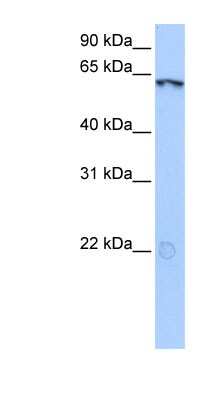 Western Blot: LIN9 Antibody [NBP1-79424]