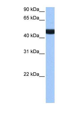 Western Blot: LIN9 Antibody [NBP1-79425]