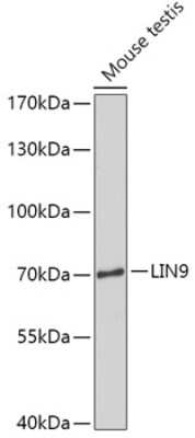 Western Blot: LIN9 AntibodyAzide and BSA Free [NBP3-04979]