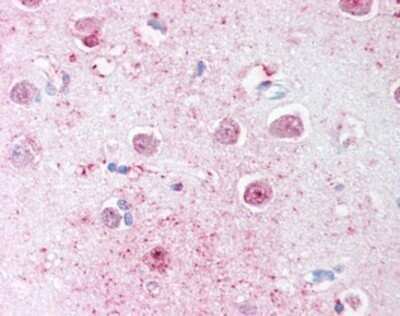 Immunohistochemistry-Paraffin: LINGO-1 Antibody - BSA Free [NBP1-39603]