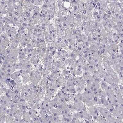 Immunohistochemistry-Paraffin: LINGO-1 Antibody [NBP2-57689]