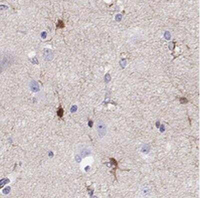 Immunohistochemistry-Paraffin: LINGO-1 Antibody [NBP2-57689]