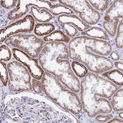 Immunohistochemistry-Paraffin: LINGO-4 Antibody [NBP2-31838]