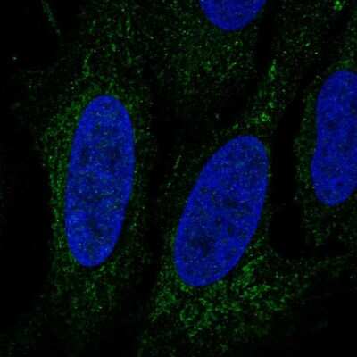 Immunocytochemistry/ Immunofluorescence: LINGO3 Antibody [NBP2-56488]