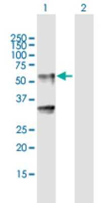 Western Blot: LIPH Antibody [H00200879-B01P]