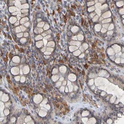 Immunohistochemistry-Paraffin: LIR-8/CD85c/LILRB5 Antibody [NBP1-84575]