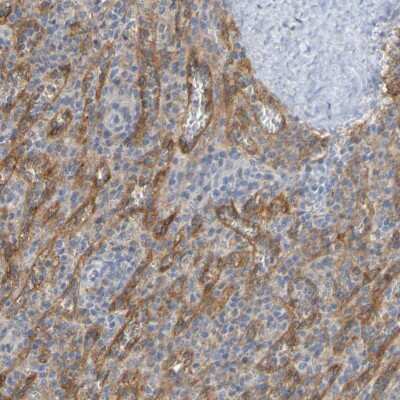 Immunohistochemistry-Paraffin: LIR-8/CD85c/LILRB5 Antibody [NBP1-84575]