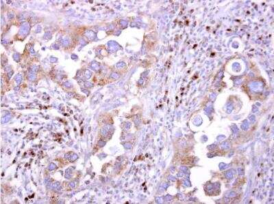 Immunohistochemistry-Paraffin: LIR-8/CD85c/LILRB5 Antibody [NBP2-19352]