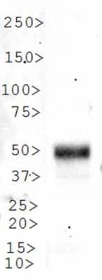 Western Blot: LKB1/STK11 AntibodyBSA Free [NBP2-14835]