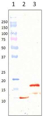 Western Blot: LL-37 Antibody (B-F57)Azide and BSA Free [NBP3-18122]
