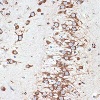 Immunohistochemistry-Paraffin: LMAN1 Antibody (3A1X6) [NBP3-16517]