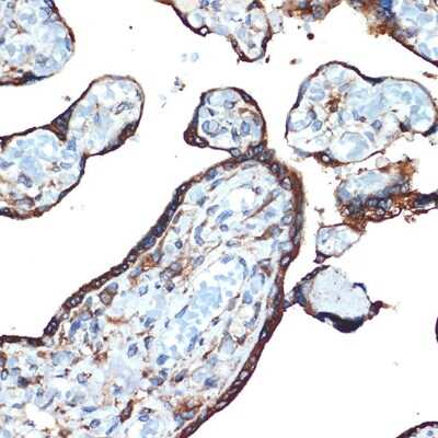 Immunohistochemistry-Paraffin: LMAN1 Antibody (3A1X6) [NBP3-16517]