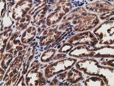 Immunohistochemistry: LMAN1 Antibody (OTI1A8) - Azide and BSA Free [NBP2-71152]