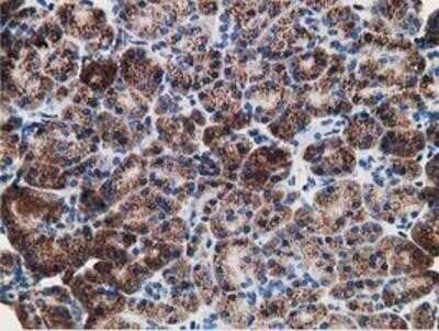 Immunohistochemistry: LMAN1 Antibody (OTI1A8) - Azide and BSA Free [NBP2-71152]