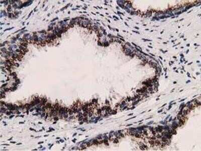 Immunohistochemistry: LMAN1 Antibody (OTI1A8) - Azide and BSA Free [NBP2-71152]