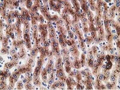 Immunohistochemistry-Paraffin: LMAN1 Antibody (OTI1A8) [NBP2-03381]