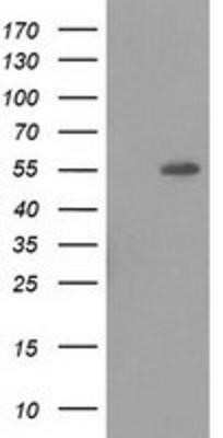 Western Blot: LMAN1 Antibody (OTI1A8) [NBP2-03381]