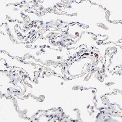 Immunohistochemistry-Paraffin: LMAN2 Antibody [NBP1-86768]