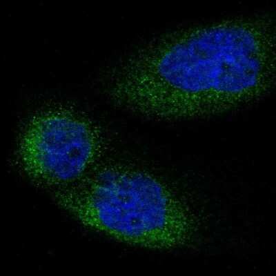 Immunocytochemistry/ Immunofluorescence: LMBR1 Antibody [NBP1-89276]