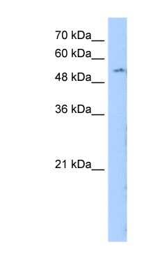 Western Blot: LMBR1 Antibody [NBP1-60037]