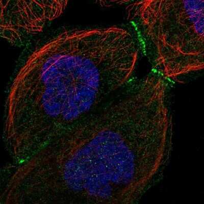 Immunocytochemistry/ Immunofluorescence: LMCD1 Antibody [NBP1-85986]