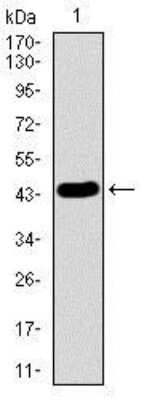 Western Blot: LMO2 Antibody (4D8)BSA Free [NBP2-37442]