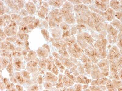 Immunohistochemistry-Paraffin: LMO2 Antibody (rLMO2/1971) [NBP3-07253]