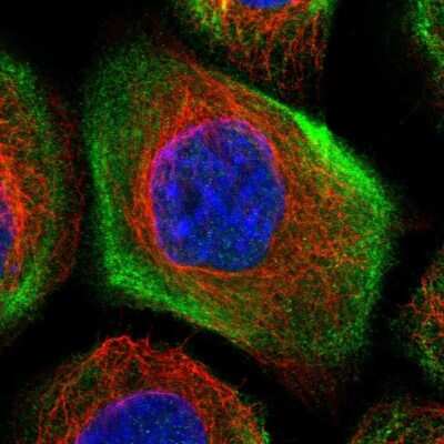 Immunocytochemistry/ Immunofluorescence: LMO7 Antibody [NBP1-83915]