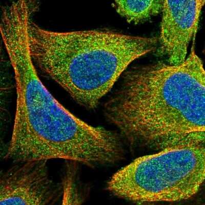 Immunocytochemistry/ Immunofluorescence: LMOD1 Antibody [NBP1-89396]
