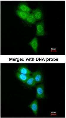 Immunocytochemistry/ Immunofluorescence: LMP7/PSMB8 Antibody [NBP1-33540]