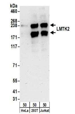 Western Blot: LMTK2 Antibody [NBP2-32182]