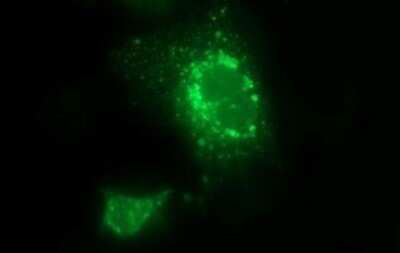 Immunocytochemistry/ Immunofluorescence: LOH12CR1 Antibody (OTI1E1) - Azide and BSA Free [NBP2-72518]