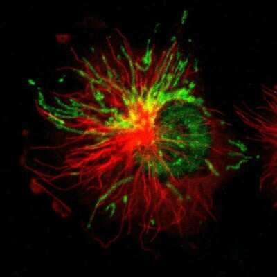 Immunocytochemistry/ Immunofluorescence: LONP1 Antibody [NBP1-81734]