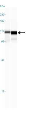 Simple Western: LONP1 Antibody [NBP1-81734]