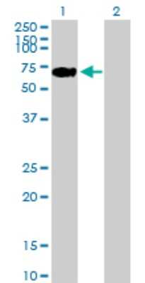 Western Blot: LONRF2 Antibody [H00164832-B01P]