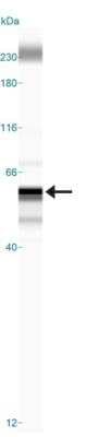 Simple Western: LOX AntibodyBSA Free [NB100-2530]