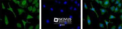 Immunocytochemistry/ Immunofluorescence: LOX propeptide Antibody - BSA Free [NBP1-30327]