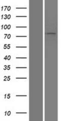 Western Blot: Lysyl Oxidase Homolog 3/LOXL3 Overexpression Lysate [NBP2-05987]