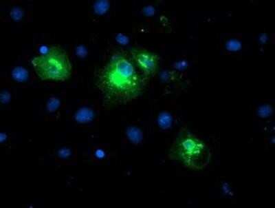 Flow Cytometry: LPAR1/LPA1/EDG-2 Antibody (OTI1G6) - Azide and BSA Free [NBP2-72519]