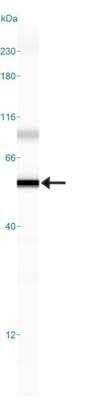 Simple Western: LPAR1/LPA1/EDG-2 AntibodyBSA Free [NBP1-03363]