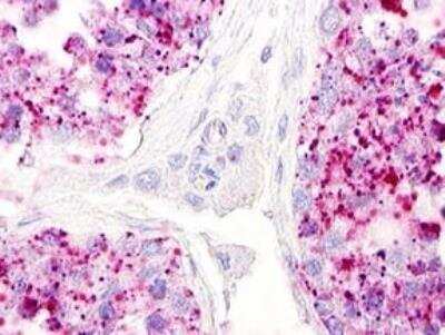 Immunohistochemistry-Paraffin: LPAR5/LPA5/GPR92 Antibody - BSA Free [NLS426]