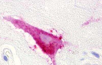 Immunohistochemistry-Paraffin: LPAR5/LPA5/GPR92 Antibody - BSA Free [NLS426]