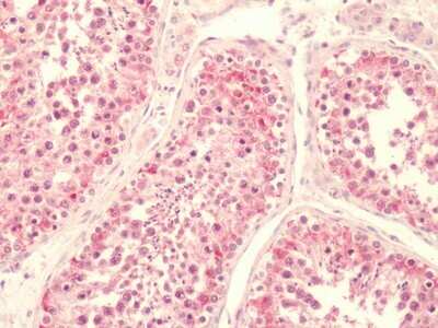 Immunohistochemistry-Paraffin: LPAR5/LPA5/GPR92 Antibody - BSA Free [NLS428]