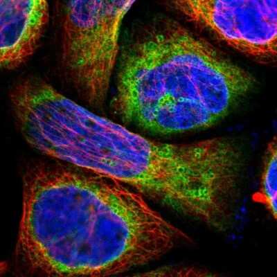 Immunocytochemistry/ Immunofluorescence: LPCAT2 Antibody [NBP1-88921]