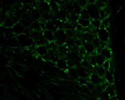Immunohistochemistry-Frozen: LPCAT2 Antibody [NBP1-88921]