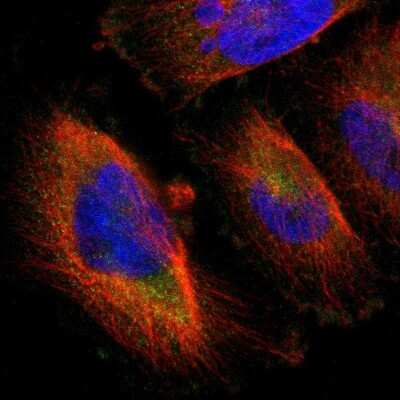 Immunocytochemistry/ Immunofluorescence: LRCH3 Antibody [NBP1-81083]