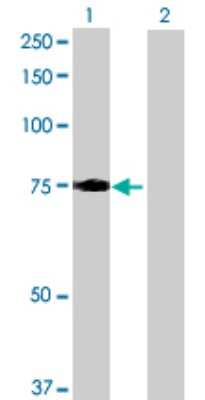 Western Blot: LRCH3 Antibody [H00084859-B01P]
